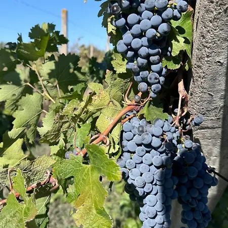 Luxusní stan Vinarija Ljutica Winery Ljutica Lovcenac