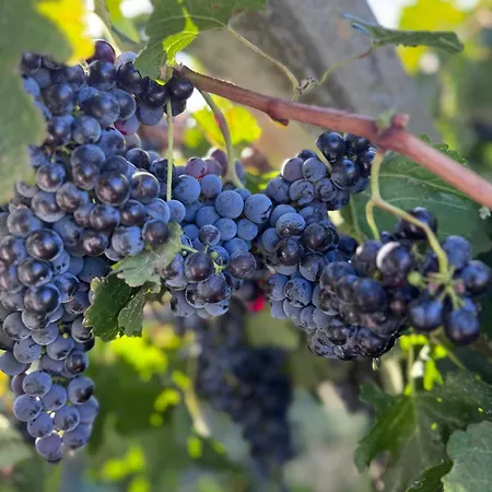 Luxusní stan Vinarija Ljutica Winery Ljutica