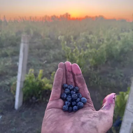 Vinarija Ljutica Winery Ljutica * Lovcenac