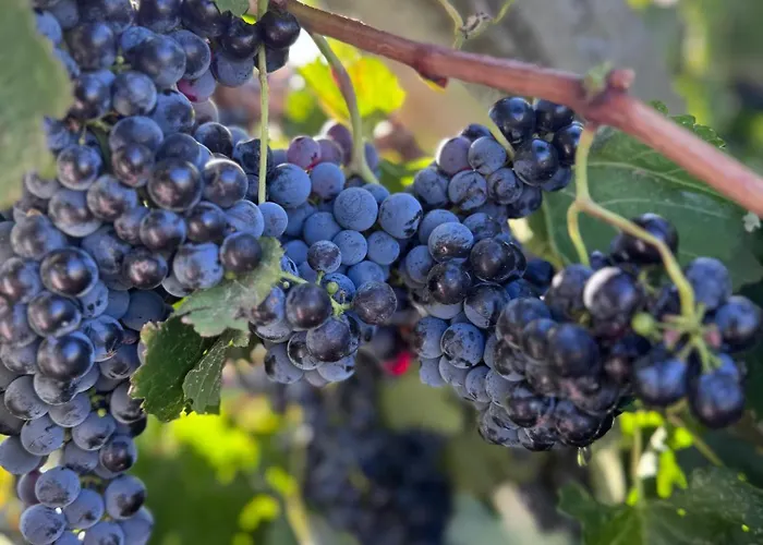 Luxuszelt Vinarija Ljutica Winery Ljutica